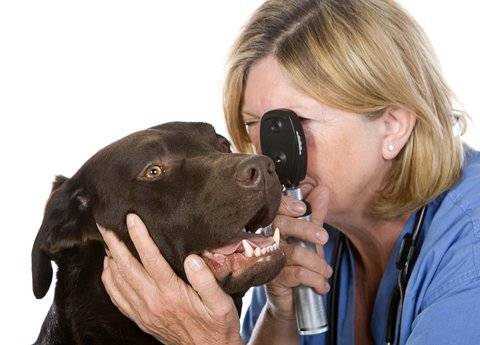 Îngrijirea ochilor de câine