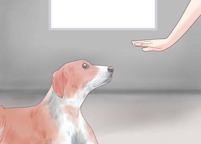cum să înțepați un urlet câinelui