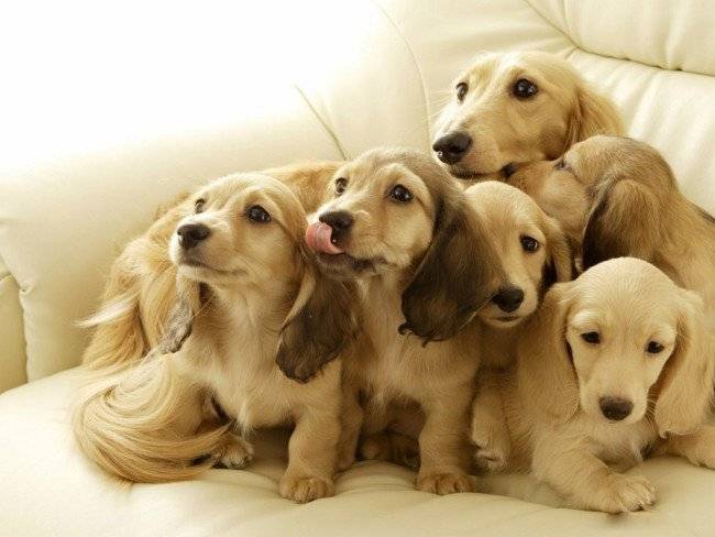 durata de viață a câinilor pedigriți