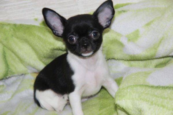 Chihuahua alb și negru