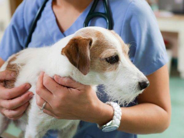câine în clinica veterinară