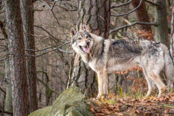 Câine lupul cehoslovac în pădure