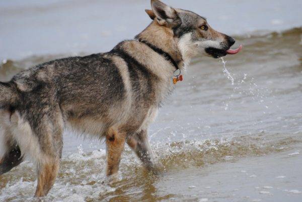 Câine lupul cehoslovac în apă