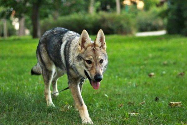 Câine lupul cehoslovac în parc