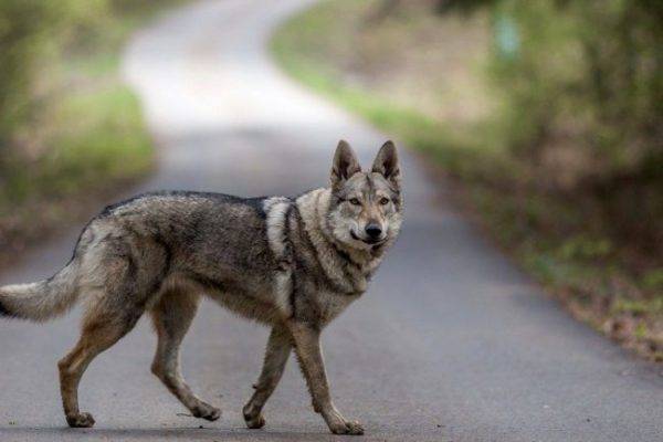 Câine lupul cehoslovac pe drum