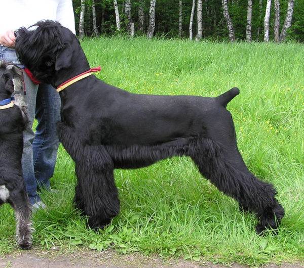 terrier negru cu o tunsoare frumoasă