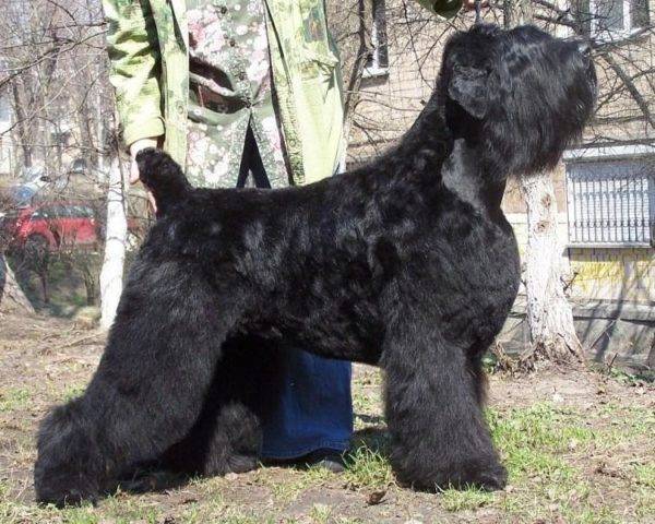 frumos terrier negru