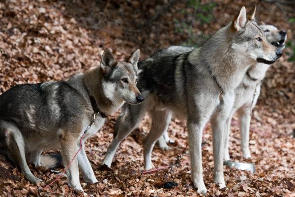 Trei câini lupi cehoslovaci