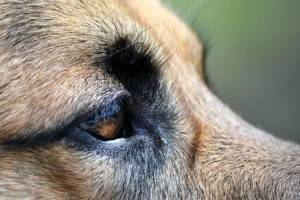 Boala oculară la câini
