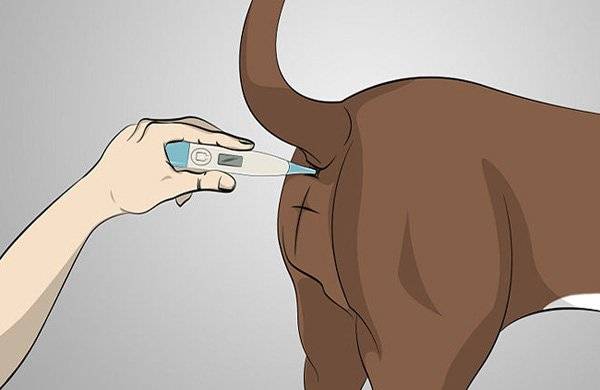 Cum se măsoară temperatura unui câine