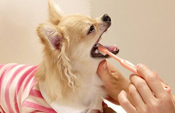 Cum să pensați dinții câinilor