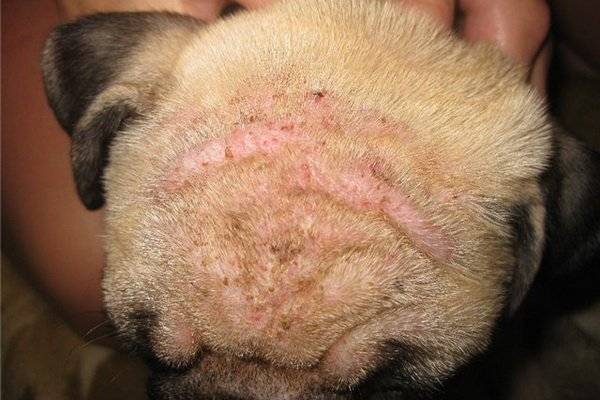 Bolile de piele la câini cauzate de căpușe