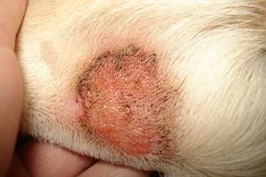 Bolile de piele la câini