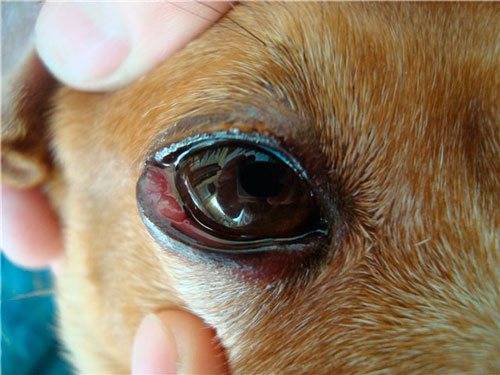 Boala oculară la câini: simptome, tratament, fotografie
