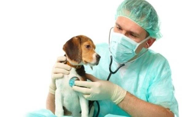 Tratamentul convulsiilor la câini