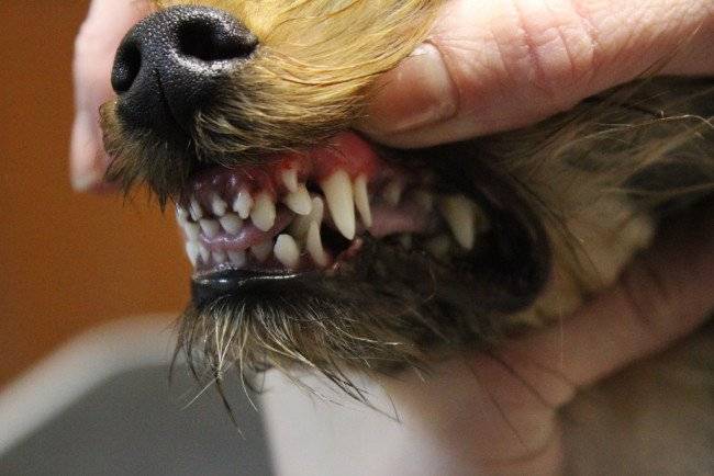 Determinarea vârstei câinelui în dinți