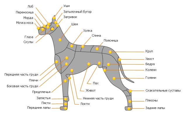 Structura corpului câinilor