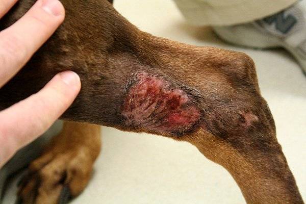 Dermatită traumatică la câini