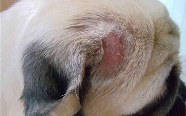 Trichophytosis (ringworm) la câini