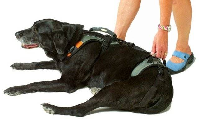 Harness pentru câini fotografie