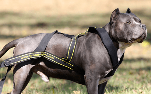 Harness pentru sport de câini