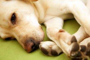 artroza câinilor