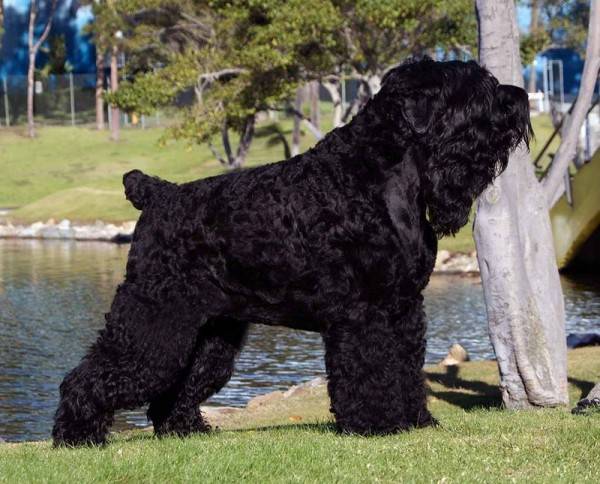 negru terrier