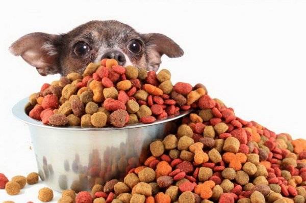 Chihuahua Ready Food