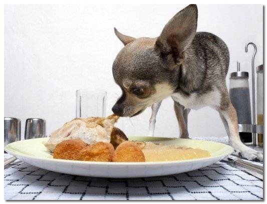 Chihuahua exemplu dieta