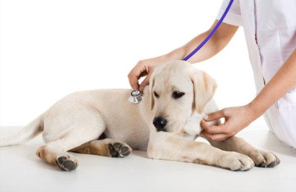 Miozită reumatică la câini