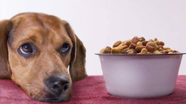 Câinele nu mănâncă cu miozită