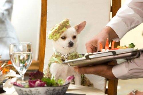 Cum să hrăniți o Chihuahua