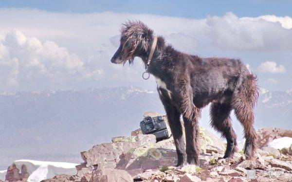 Taigan (Kirghiz Greyhound)