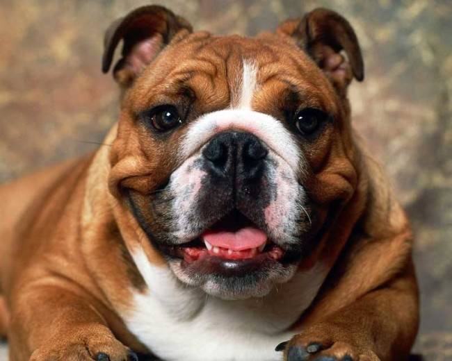 Română Bulldog Face