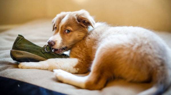 câine mic care mestecă cu un papuci
