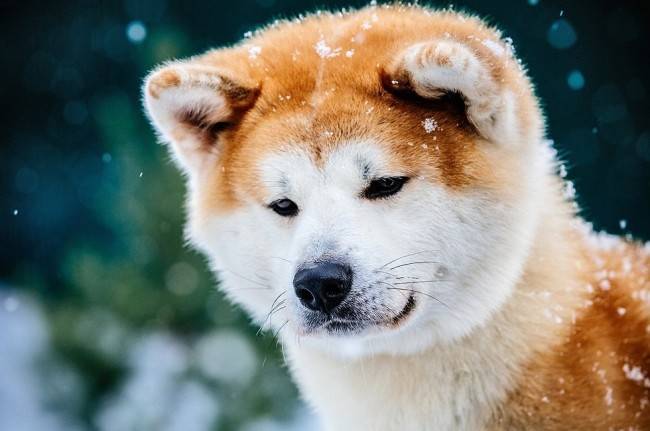 Akita Inu în zăpadă