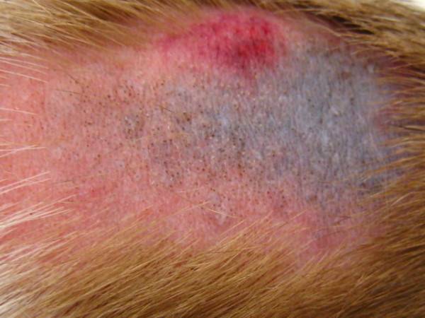 Cicatricel subcutanat - demodicoză la câini