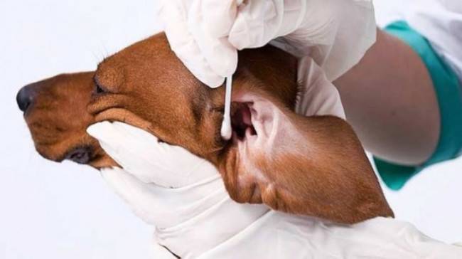 Curățăm urechile câinelui de acarianul urechii