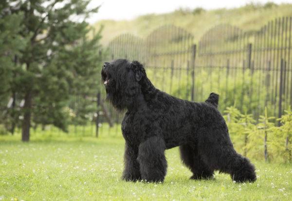 Black Russian Terrier (câinele lui Stalin)