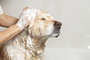 Cum să speli un câine