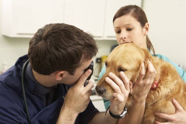 Ajutați-l pe veterinar cu boli oculare la câini