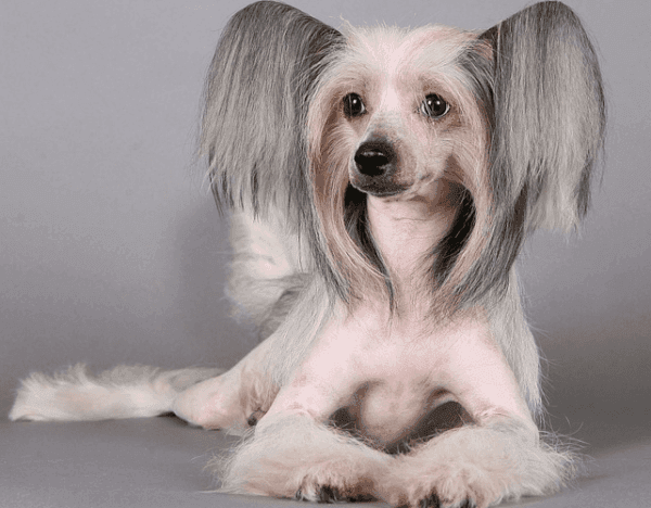 Câinele chinezesc fără păr
