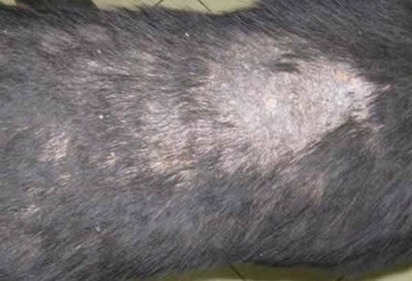 Metode de diagnosticare a dermatitei la câini