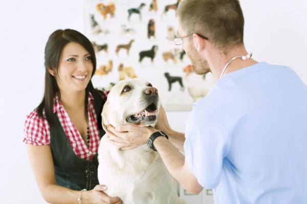Tratamentul otrăvirii câinilor în clinică