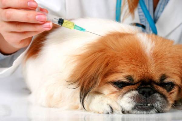 Tratamentul diabetului la câini