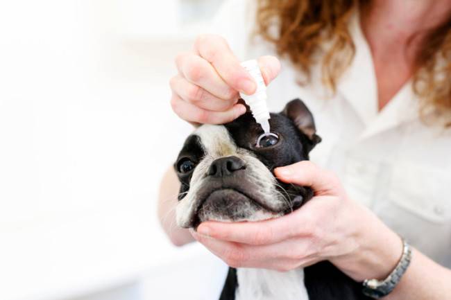 Tratamentul ochilor de rupere la câini