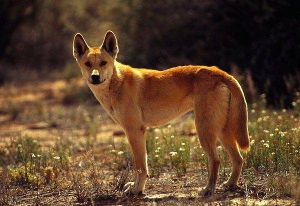 Carolina de câine (American Dingo)