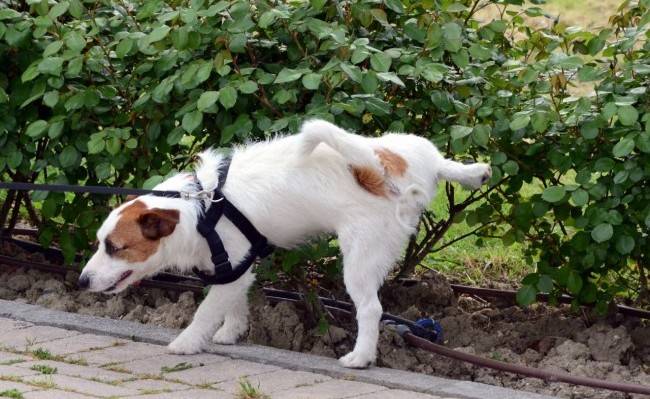 Școlarizarea unui câine pentru toaletă în aer liber