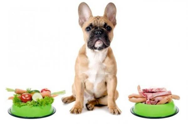 Alimentația câinilor cu enterocolită