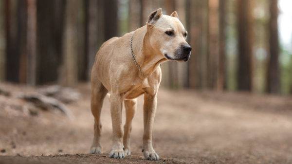 American Staffordshire Terrier în pădure